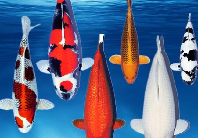 風(fēng)水師老徐分享招財(cái)風(fēng)水魚(yú)品種和寓意