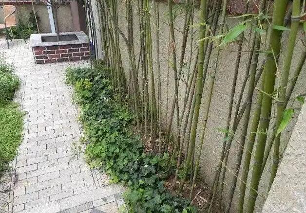 永康風水師分享后花園植物風水