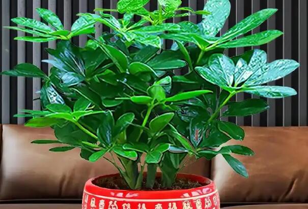 風水大師分享辦公桌招財的擺件